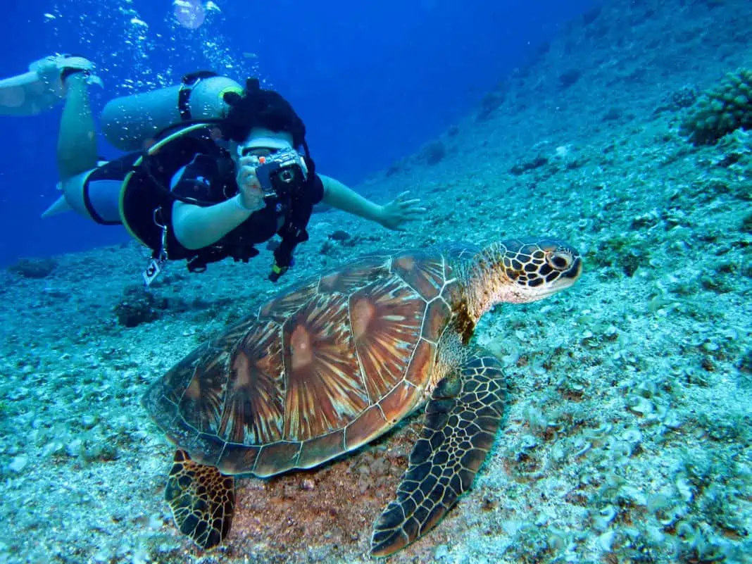 Person filmer havskildpadde under vandet